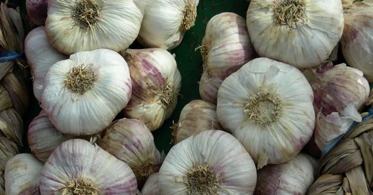 Expert Plant Garlic Now For Rewards Next Summer Wisconsin Public Radio